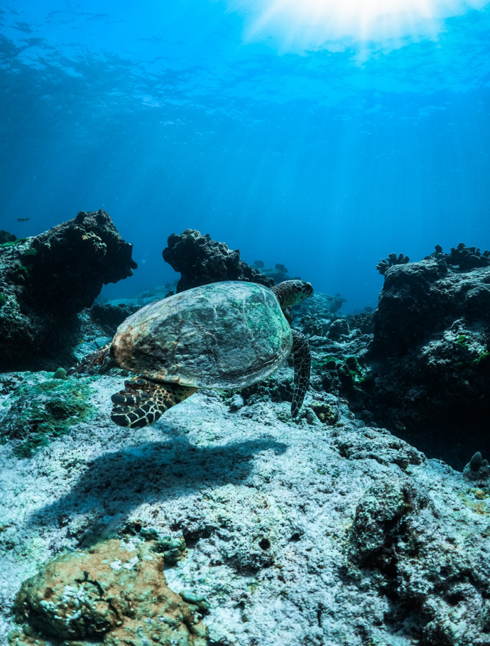 カメと遭遇することもある