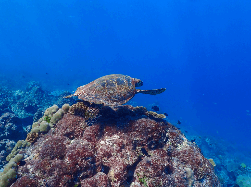 スリン諸島で見れるカメ（タイマイ）