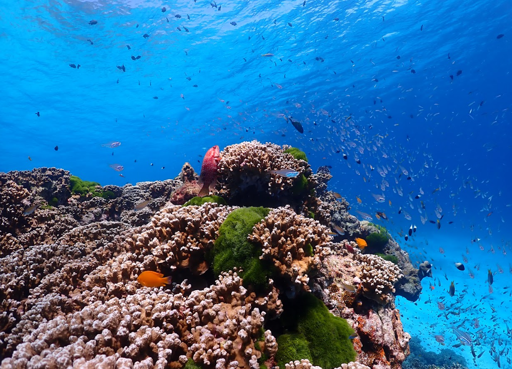 シュノーケリングタイム水中景観