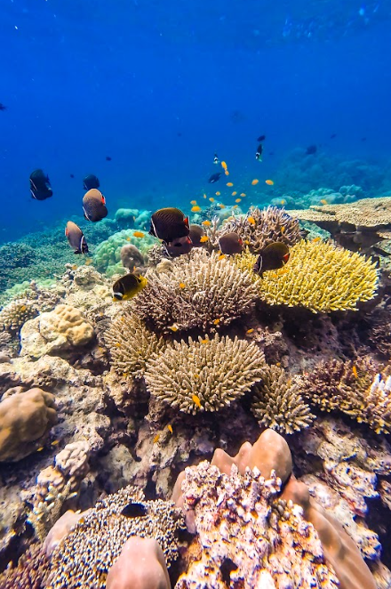 スリン諸島でのシュノーケリングポイントの画像です