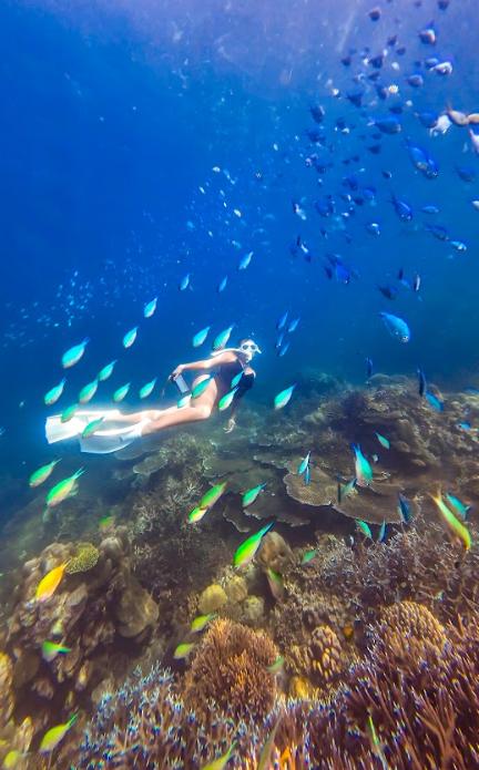 スリン諸島のハードコーラルとスズメダイ画像です