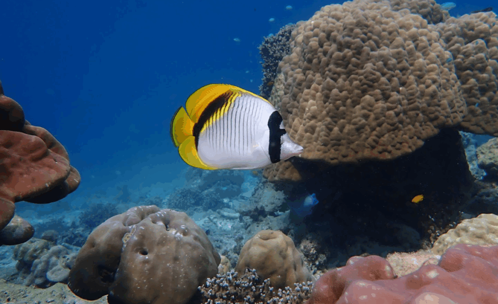 スリン諸島でシュノーケリングポイントの水中世界