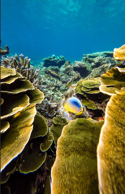 スリン諸島の見事なサンゴ礁+魚の画像
