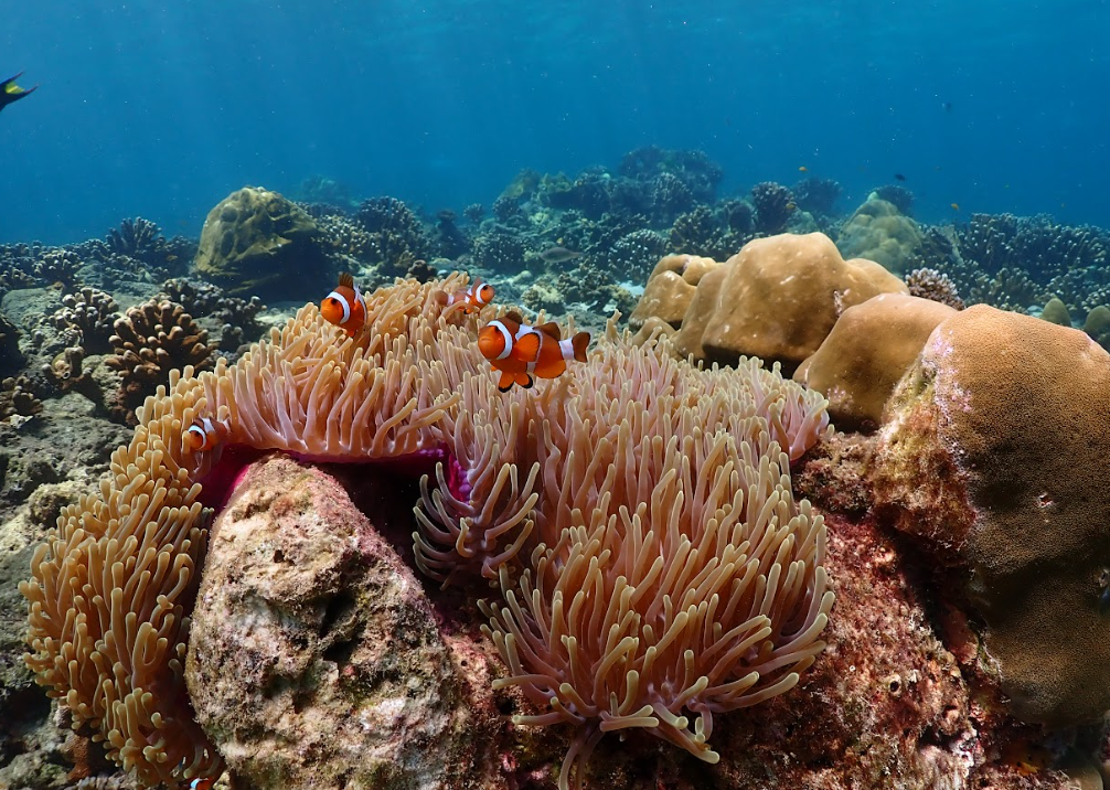 ハー島に生息するカクレクマノミ
