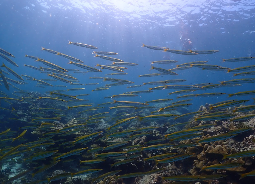 ハー島で撮影、カマス群れ