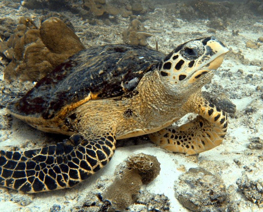 カメ(タイマイ)