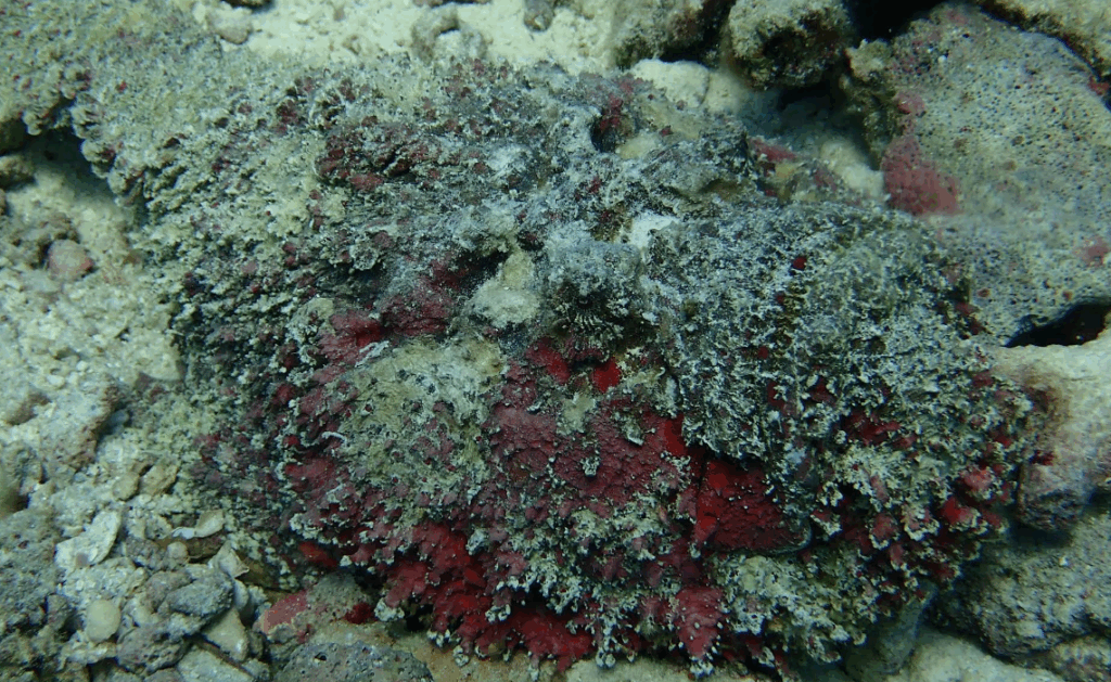 オニダルマオコゼ