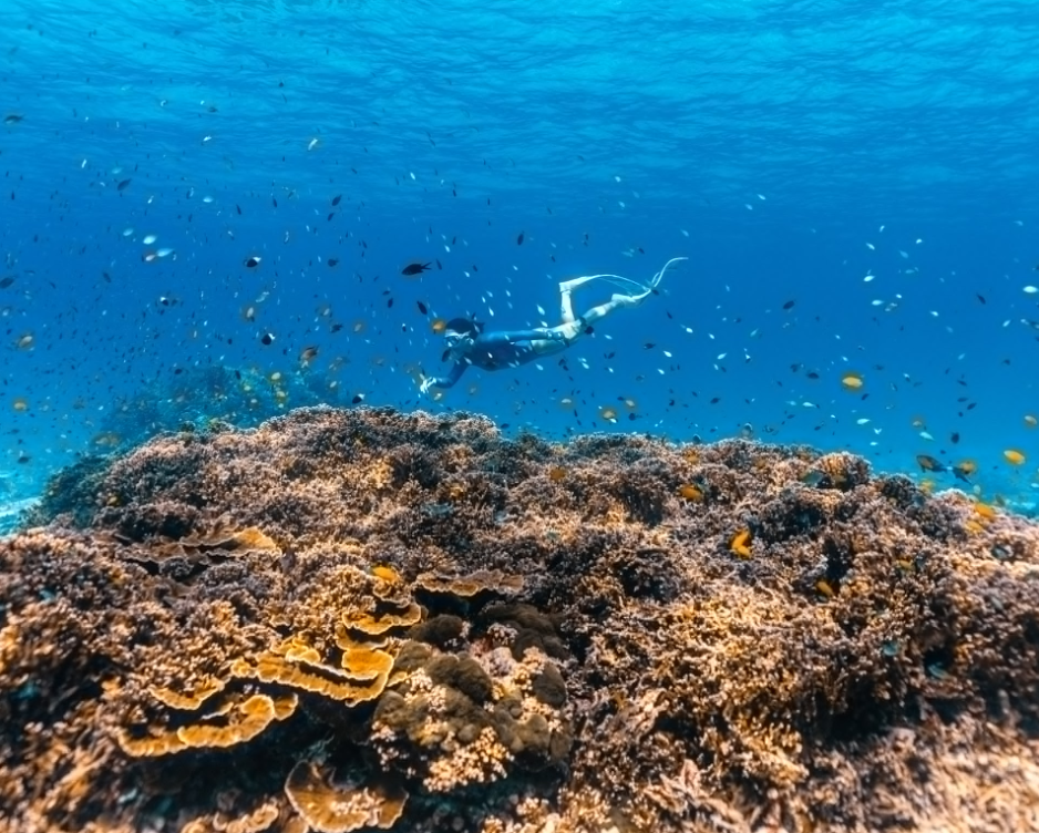 シミラン諸島シュノーケリング＆スキンダイビングも可能です