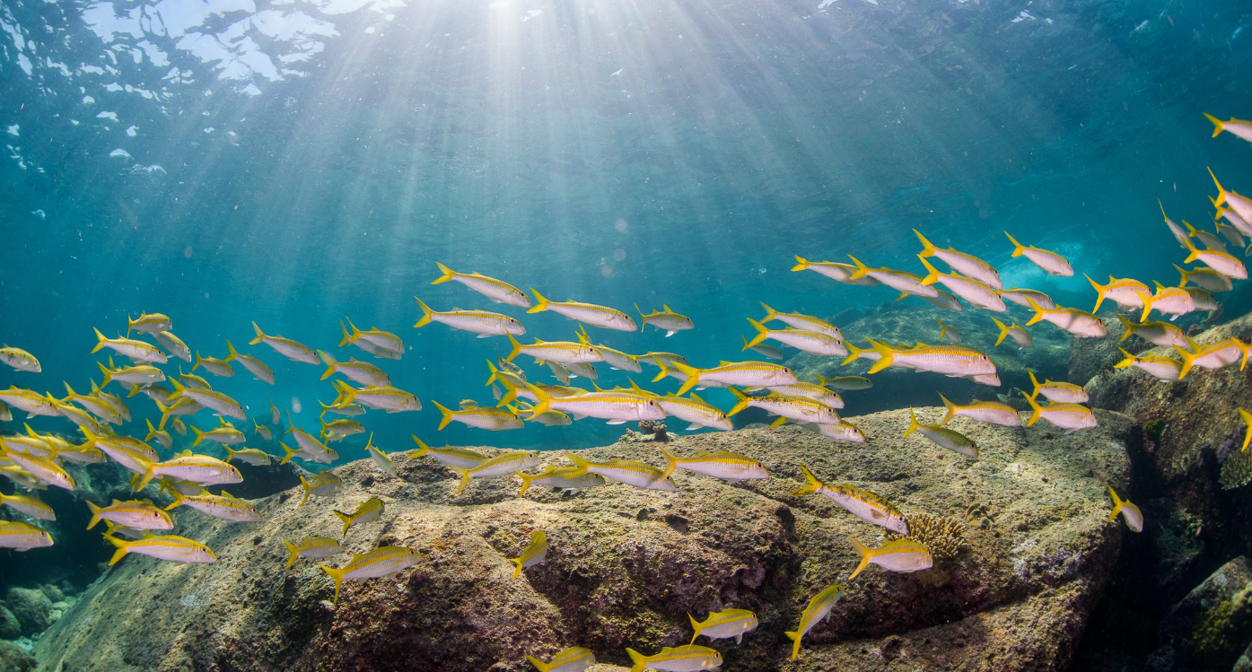 シミラン諸島ダイブクルーズ5本目VLOG｜Snapper Alley（シミラン諸島 No.9）