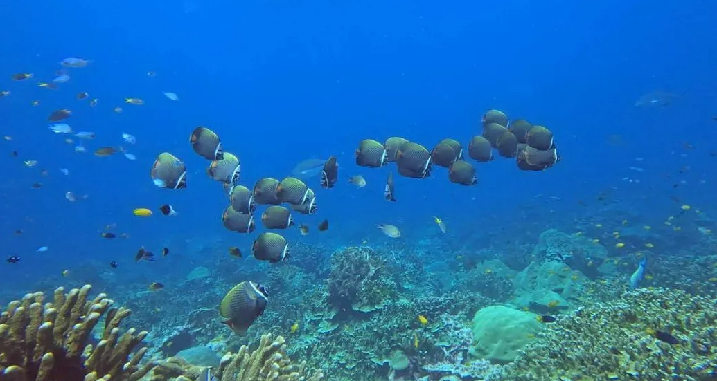 シミラン諸島ダイブクルーズ7本目VLOG｜タチャイリーフ