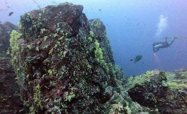 シミラン諸島ダイブクルーズ 13-14本目VLOG｜ボン島（南側ウォール／北側リーフ）