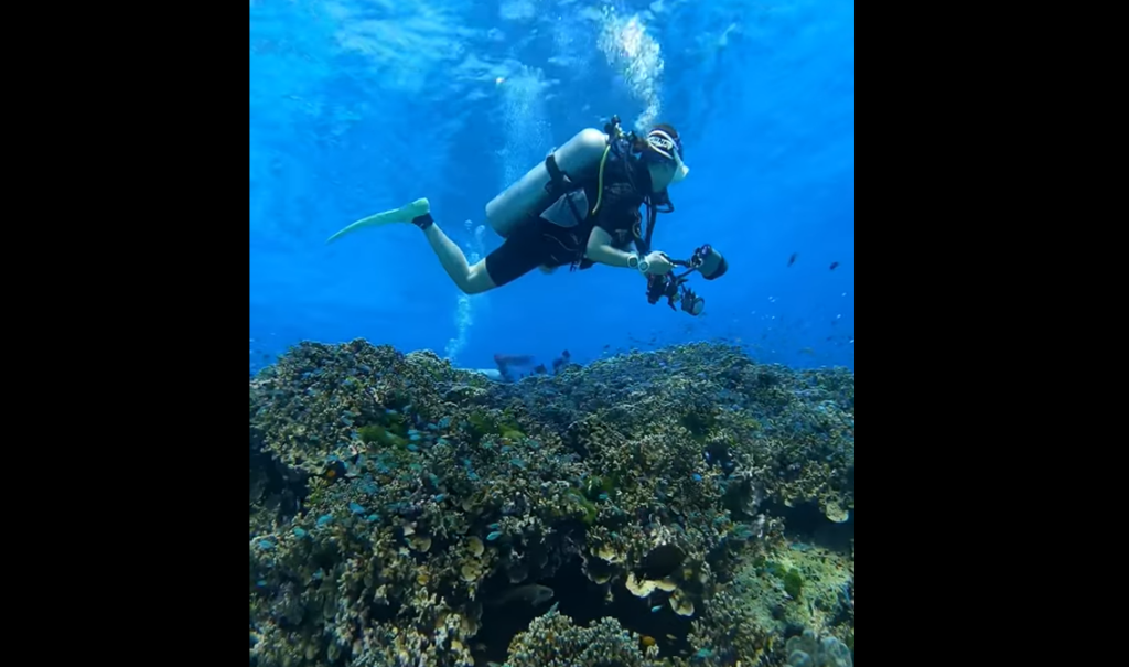 シミラン諸島№4・ハネムーンベイ、抜群の透明度といきいきした珊瑚