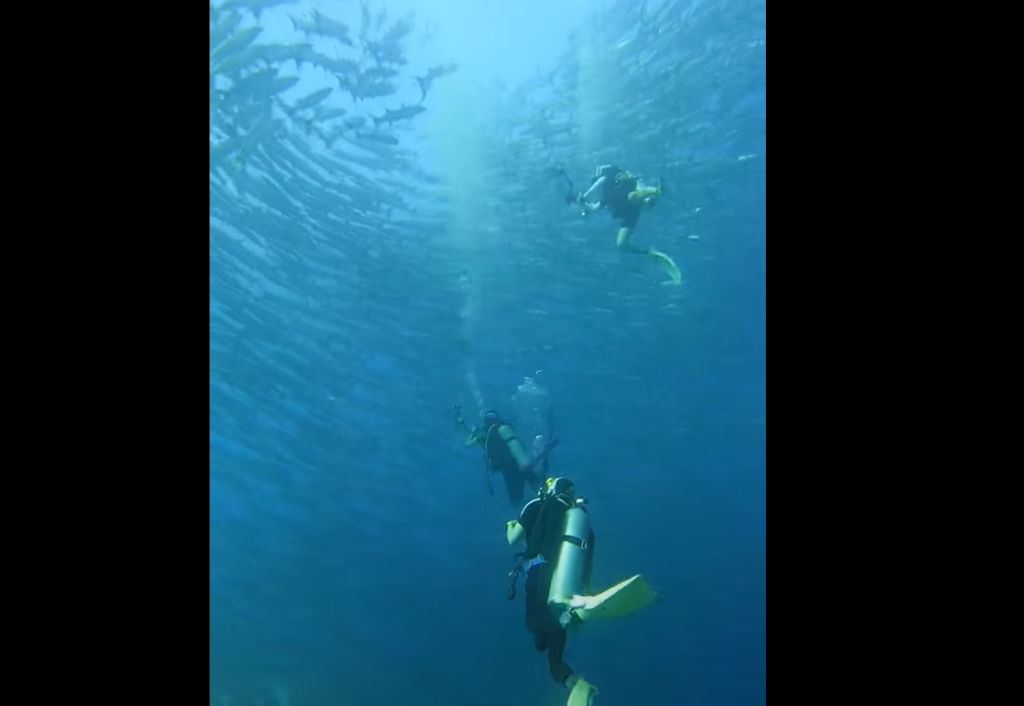 シミランダイブクルーズにてバラクーダ群れに遭遇