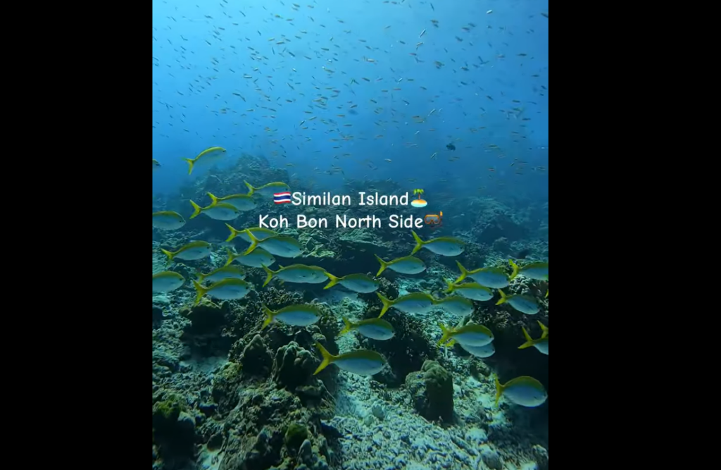 シミラン諸島ダイブクルーズボン島でマンタ狙いのポイント・北側リーフの様子