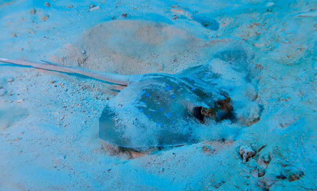 ラチャヤイ島では砂地でヤッコエイもいます