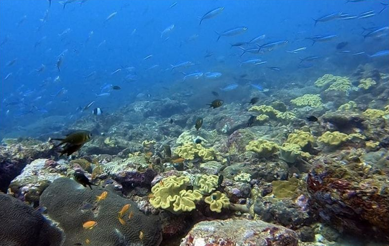 ラチャノイ島の水中の様子