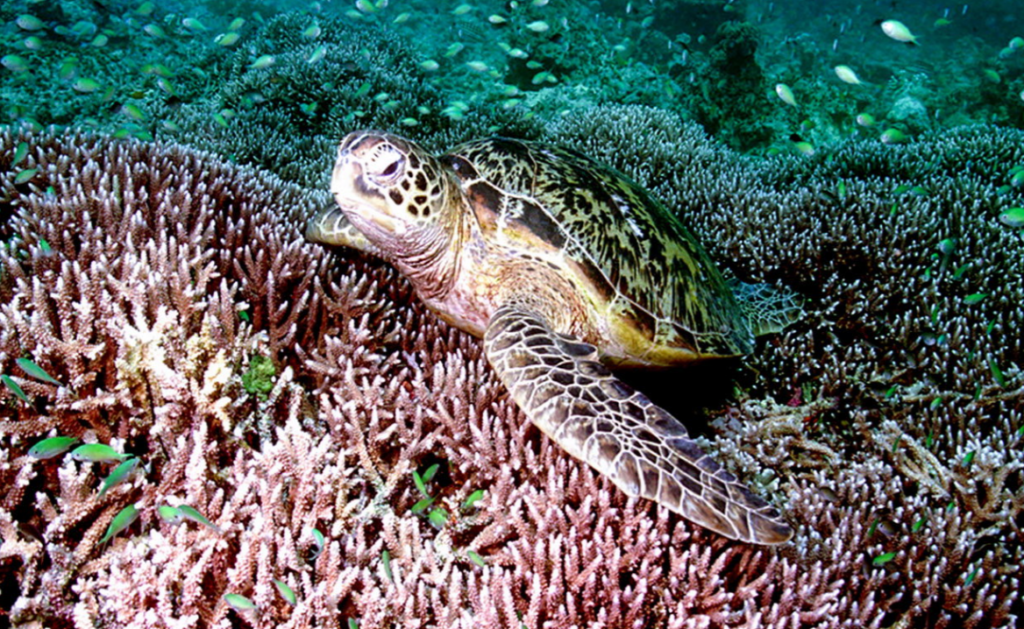 ラチャノイ島でカメさんと遭遇のチャンスもあります