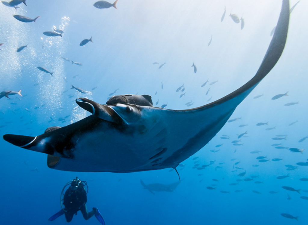 ラチャノイ島ではマンタも狙えます