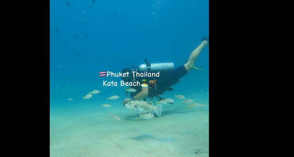 砂地にいるフエダイ群れと遊ぶ