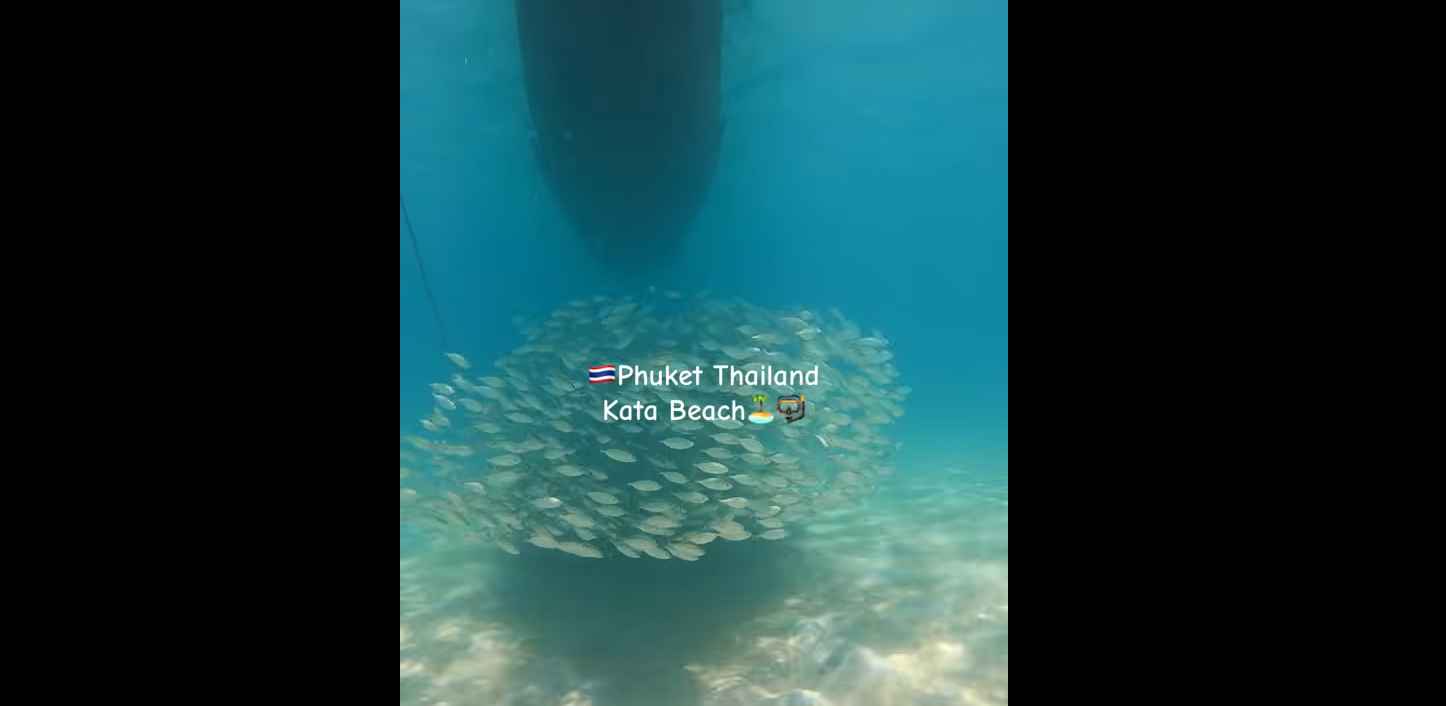 カタビーチでファンダイビング｜群れ＆マダラトビエイ