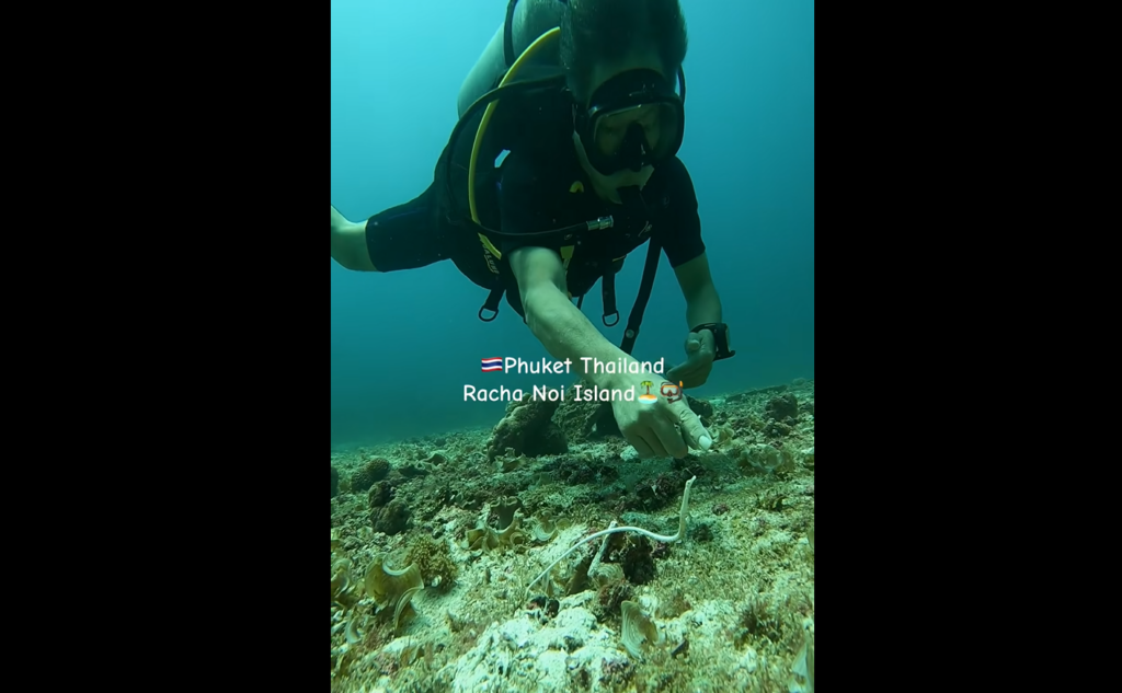 ワカヨウジを発見