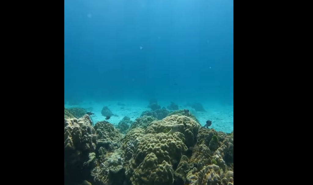 求愛行動中ラチャヤイ島ベイ1コクテンフグが10個体以上集まる