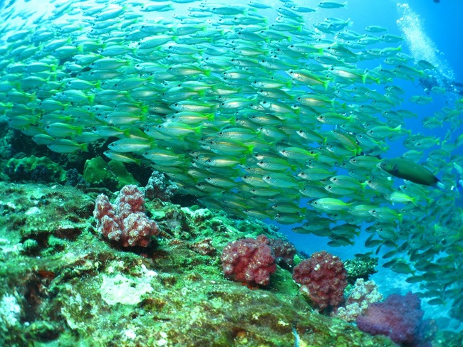 シミラン諸島で見られる海洋生物