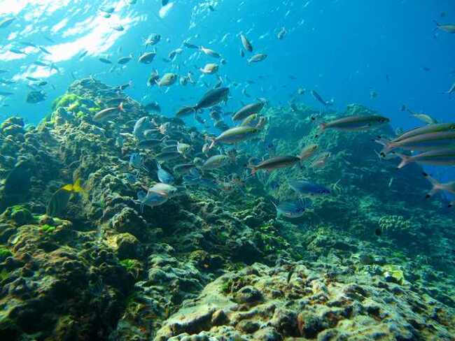 ピピ島水中の中は魚の宝庫