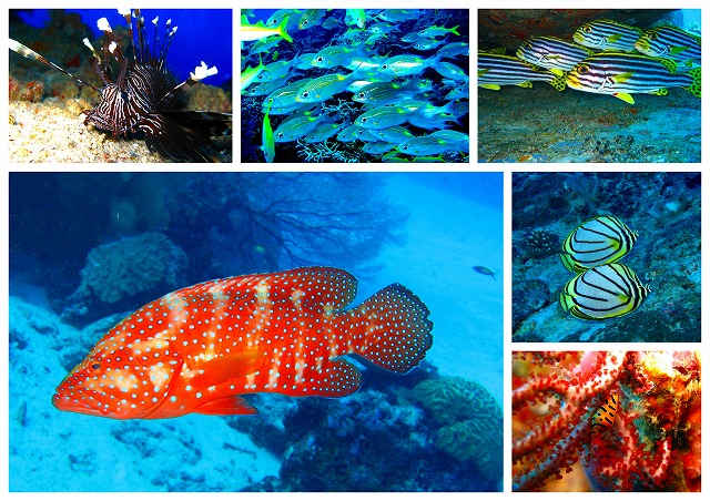 ラチャヤイ島ダイビングで見れるお魚