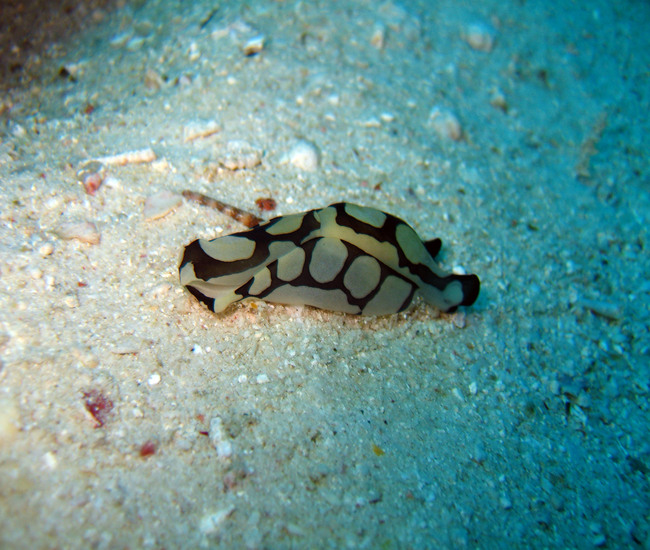 カタビーチで生物探しも楽しい