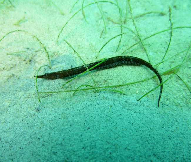 カタビーチ生息するマクロ生物